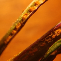 Coleosporium