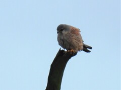 Falco tinnunculus tinnunculus