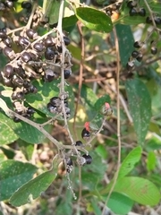 Dilleniaceae
