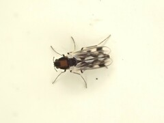 Orthocladiinae