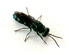Chrysididae