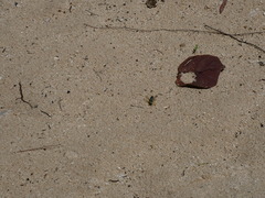 Stictia signata