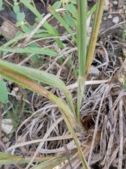 Dichanthelium laxiflorum