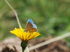 Polyommatus bellargus