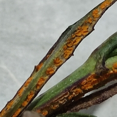 Coleosporium