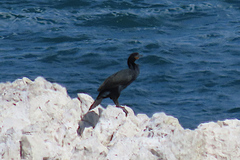 Phalacrocorax capensis
