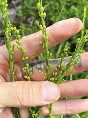 Solidago stricta