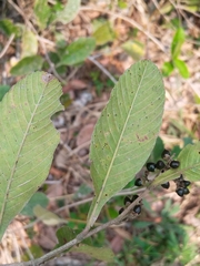 Dilleniaceae