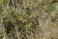 Spiraea hypericifolia