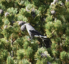 Nucifraga caryocatactes