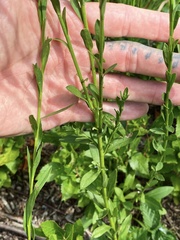 Solidago stricta