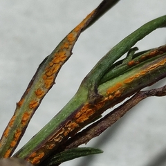 Coleosporium