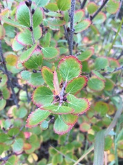Betula nana