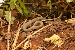Nerodia fasciata