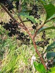 Dilleniaceae