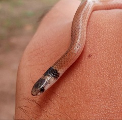 Tantilla melanocephala