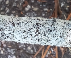 Physcia