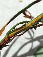 Coleosporium