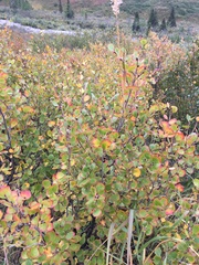 Betula nana