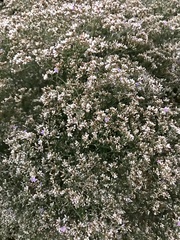 Limonium gmelinii