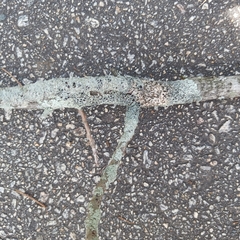 Physcia