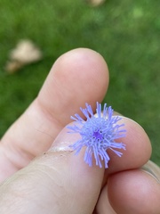Ageratum
