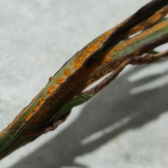 Coleosporium