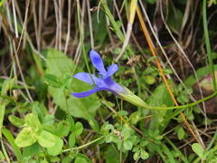 Gentianopsis ciliata