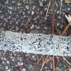 Physcia