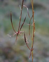 Carex globularis