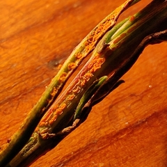 Coleosporium