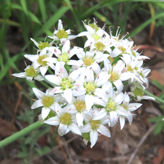 Allium plummerae