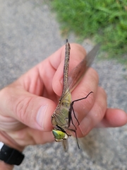 Anax parthenope