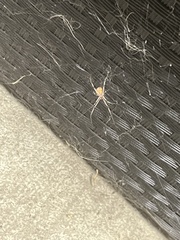 Latrodectus geometricus