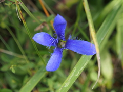 Gentianopsis ciliata