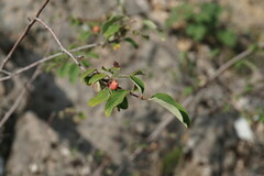 Cotoneaster tauricus