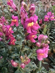 Antirrhinum