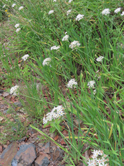 Allium plummerae