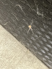 Latrodectus geometricus