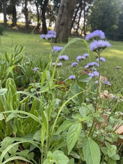 Ageratum