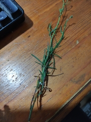 Coleosporium