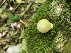 Apioperdon