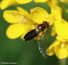 Toxomerus vertebratus