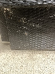 Latrodectus geometricus