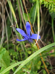 Gentianopsis ciliata
