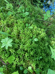 Sphagnum