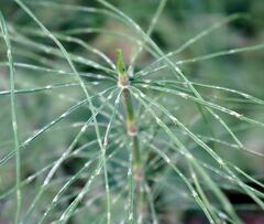 Equisetum pratense