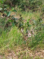 Dilleniaceae