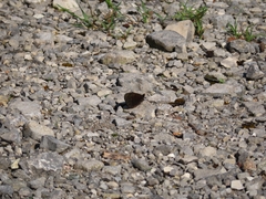 Erebia