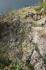 Cotoneaster tauricus
